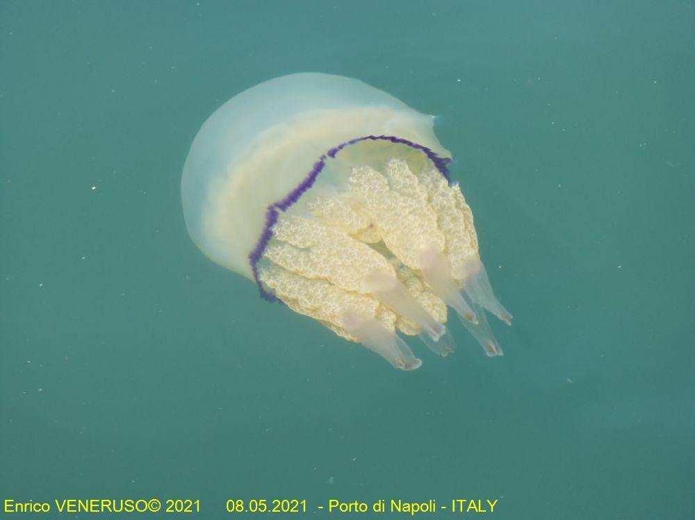 15 - Medusa nel porto di Napoli.jpg